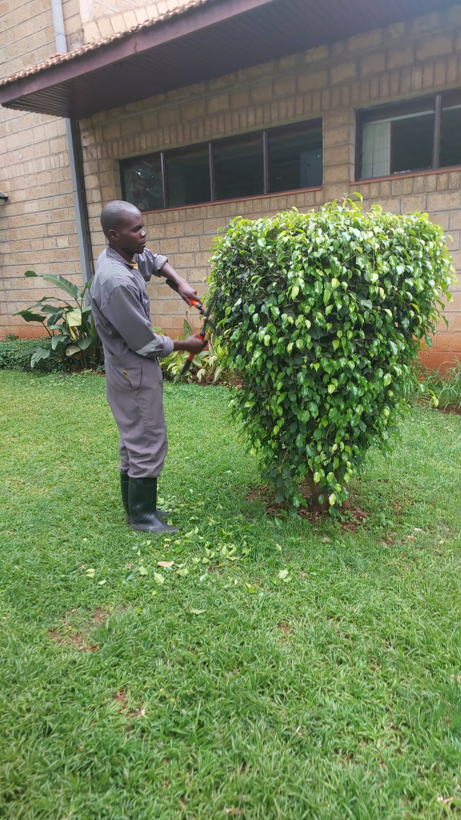 Routine lawn and garden maintenance