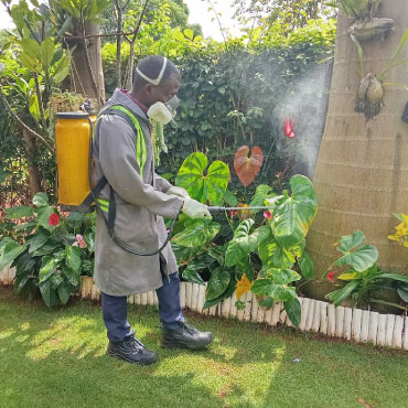 Pest control technician inspection in progress